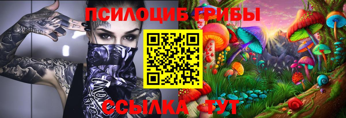 Псилоцибиновые грибы Psilocybe Михайловск